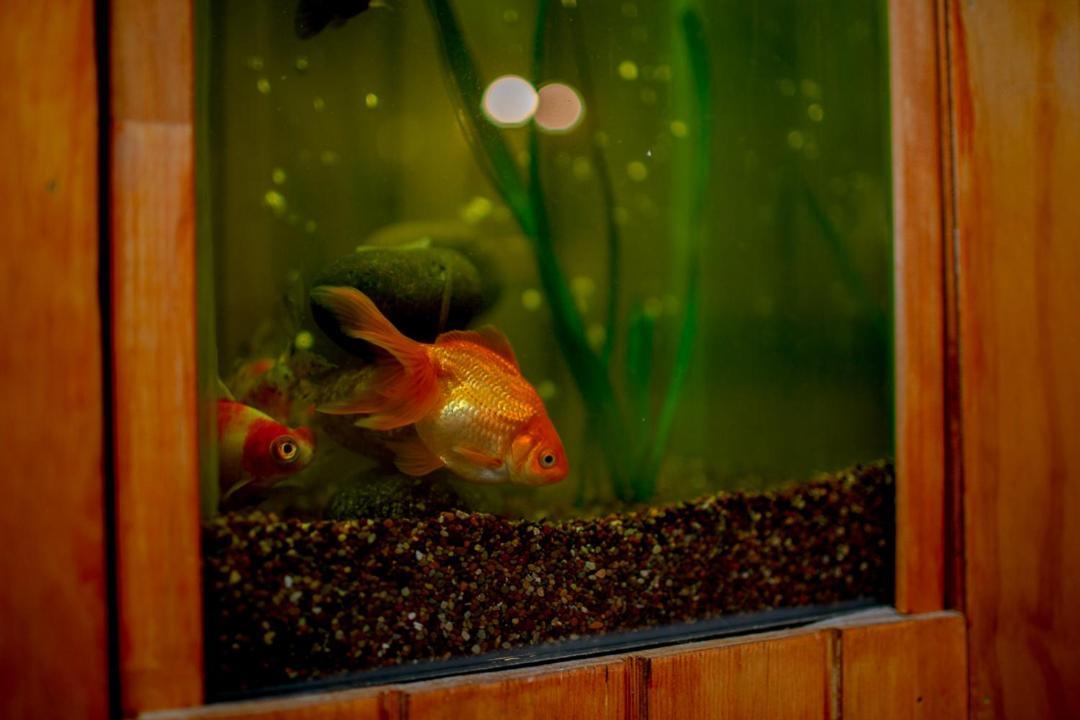 Roble Austral Hostal Койхайке Екстериор снимка